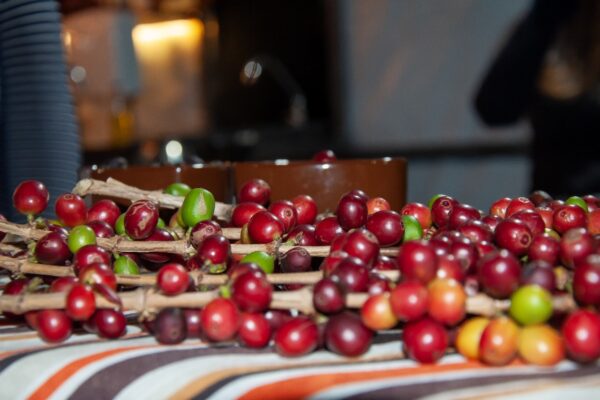 Festival Café 2025 (9)